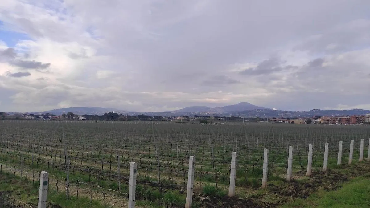 Sunflower Terrace - Rome And Castelli Romani Marino