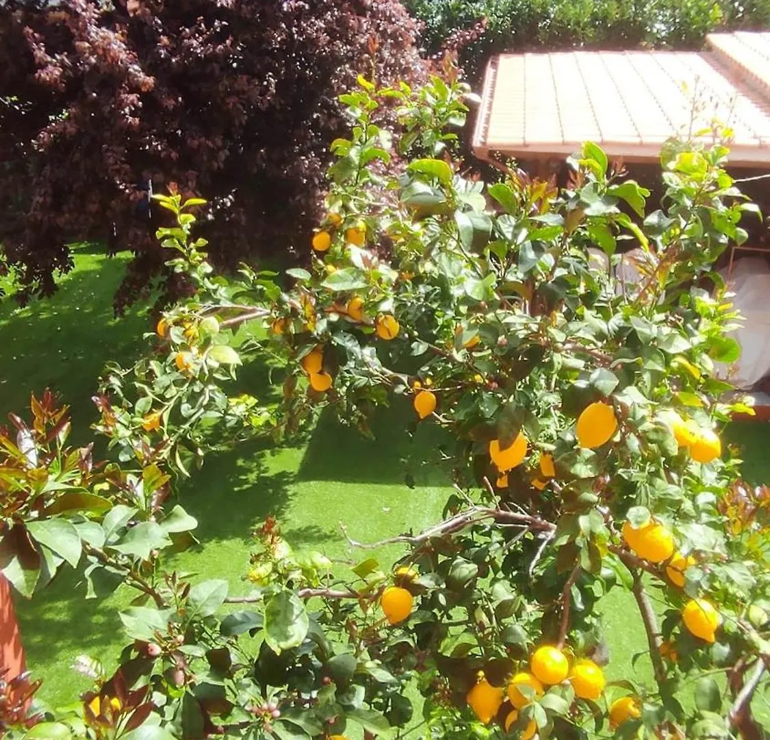 Sunflower Terrace - Rome And Castelli Romani Marino Italy
